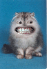 gato.gif